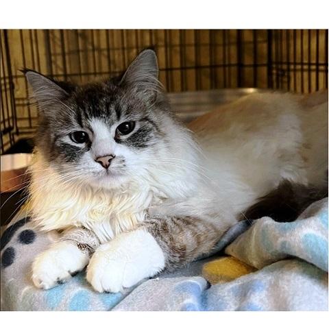 Seraphina, ADOPTABLE, Adult Female Siamese.