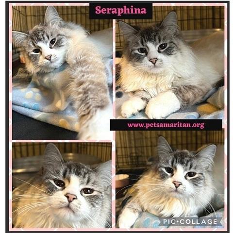 Seraphina, a ADOPTABLE Siamese in Salt Lake City, UT image 2/3