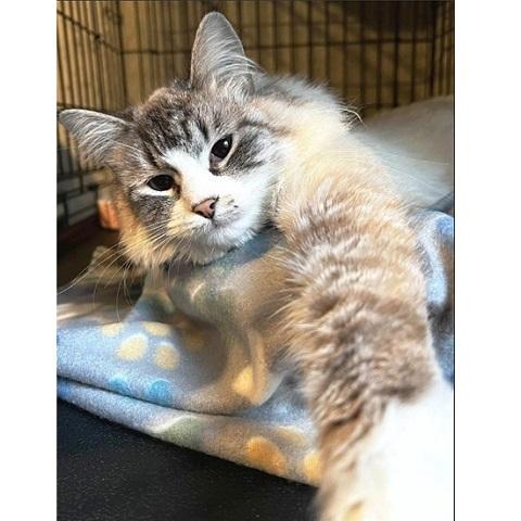 Seraphina, a ADOPTABLE Siamese in Salt Lake City, UT image 3/3