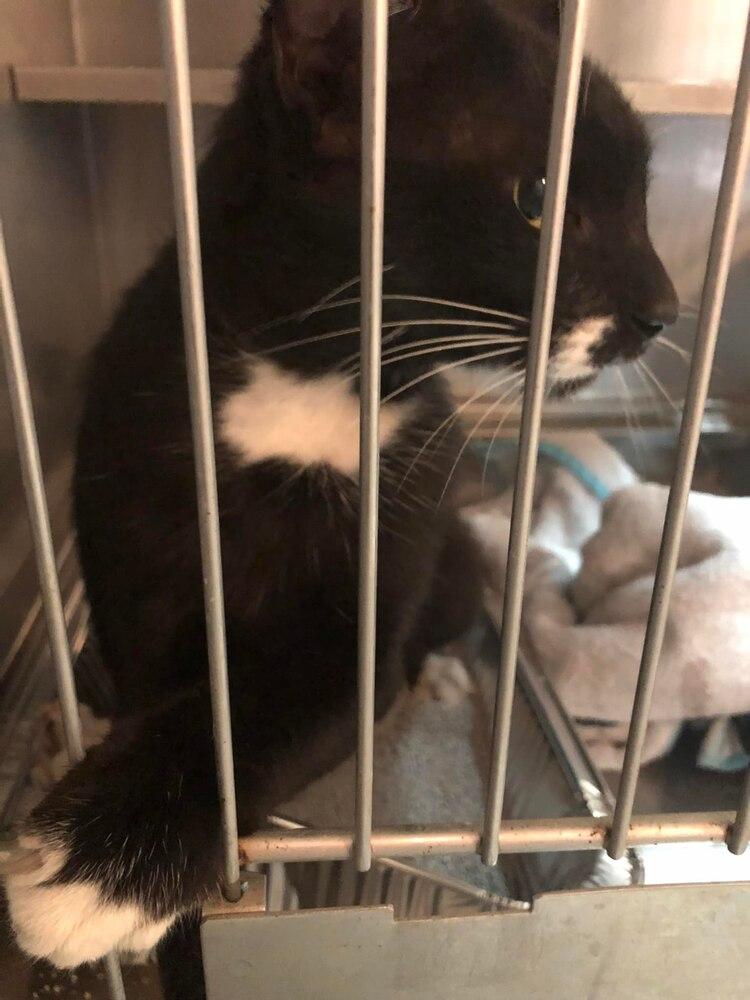 Enlarge Oreo, a Adopted Domestic Short Hair in Cameron, TX image 1/1