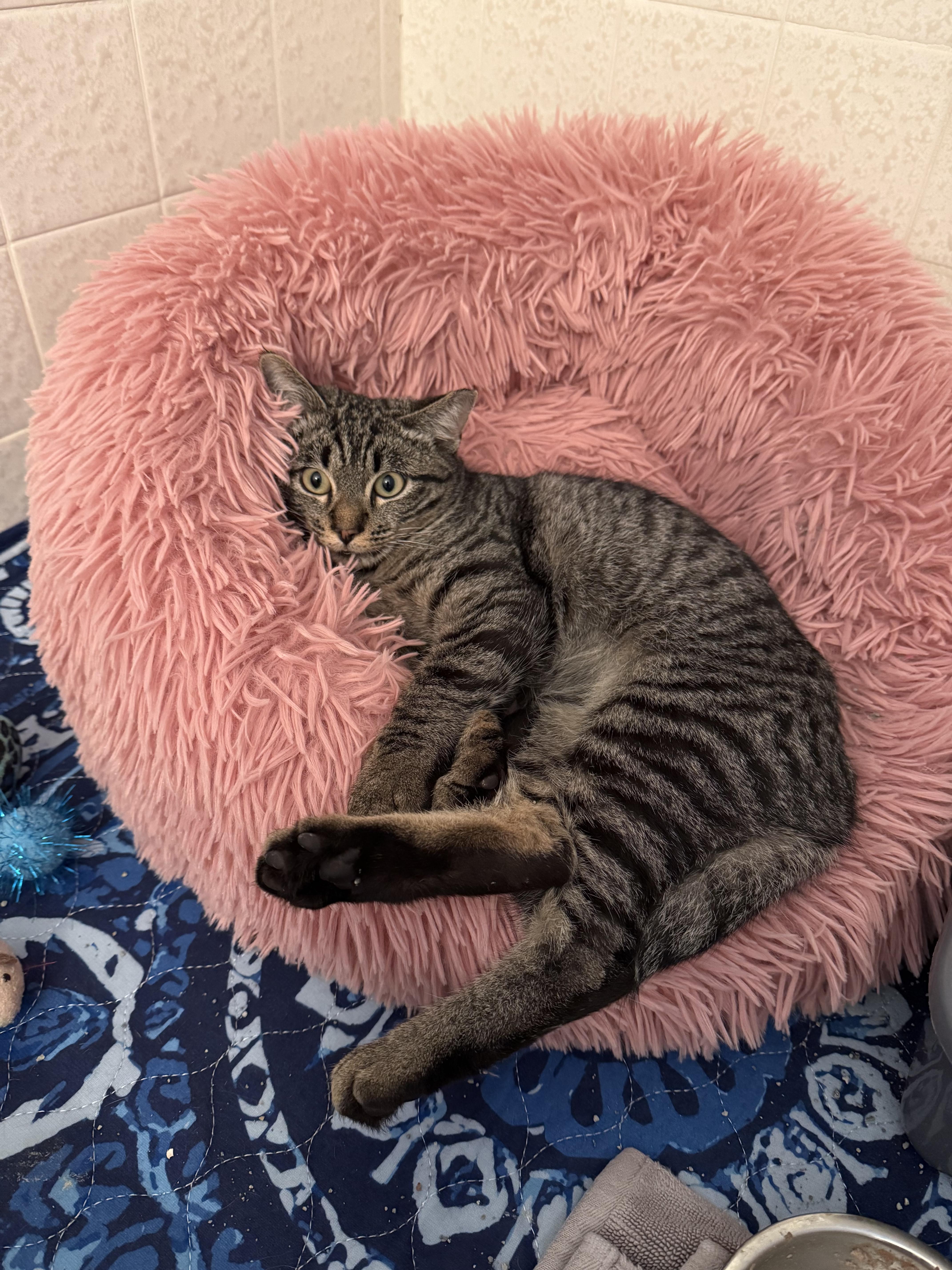 Bernadette, ADOPTABLE, Young Female Domestic Short Hair.