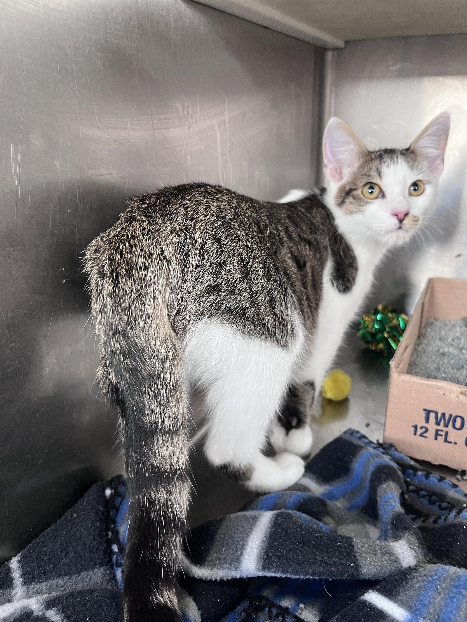Julian, Adopted, Kitten Male Tabby & Domestic Short Hair.