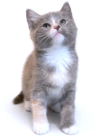 Enlarge AMAZING AMARYLLIS - RUSSIAN BLUE / DILUTE CALICO GIRL!, an adopted Russian Blue in Danbury, CT image 2/2