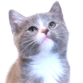 AMAZING AMARYLLIS - RUSSIAN BLUE / DILUTE CALICO GIRL!, adopted, Kitten Female Russian Blue.