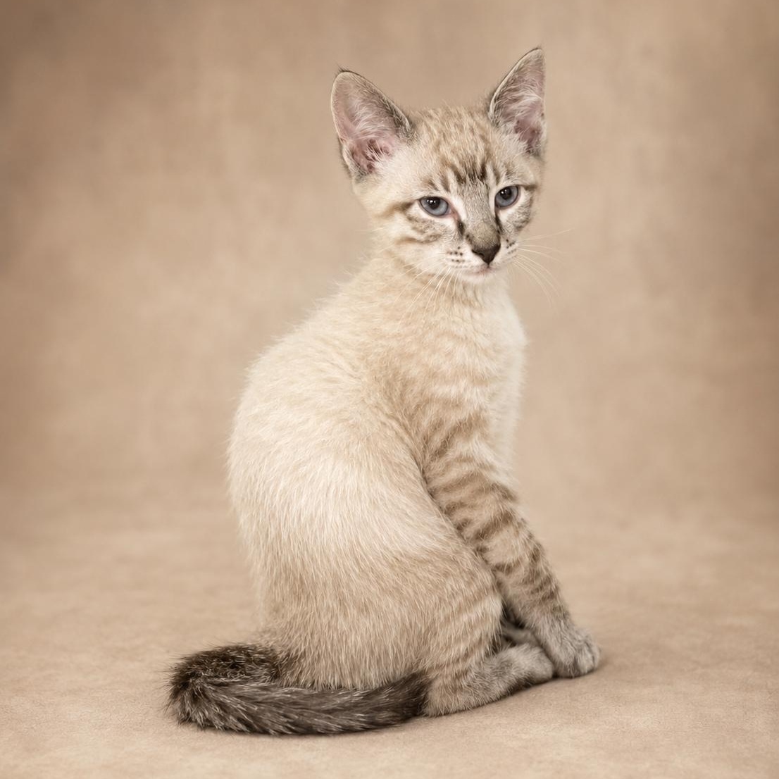 Enlarge Harold, an adopted mixed breed in Heber Springs, AR image 1/1
