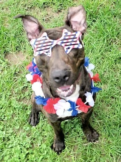 Neptune, Adoptable, Adult Male Plott Hound.