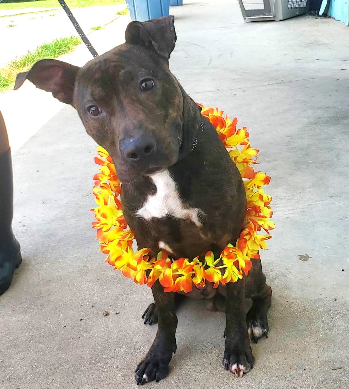 Neptune, a Adoptable mixed breed in Anniston, AL image 3/10