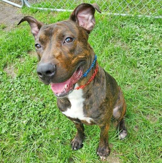 Neptune, a Adoptable mixed breed in Anniston, AL image 4/10