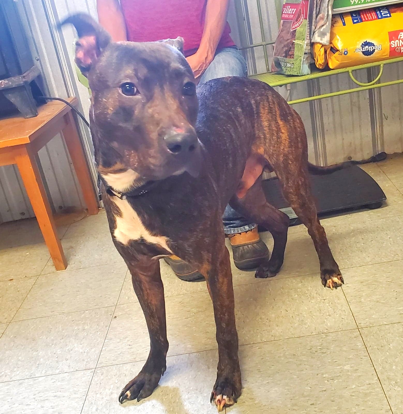 Neptune, a Adoptable mixed breed in Anniston, AL image 5/10