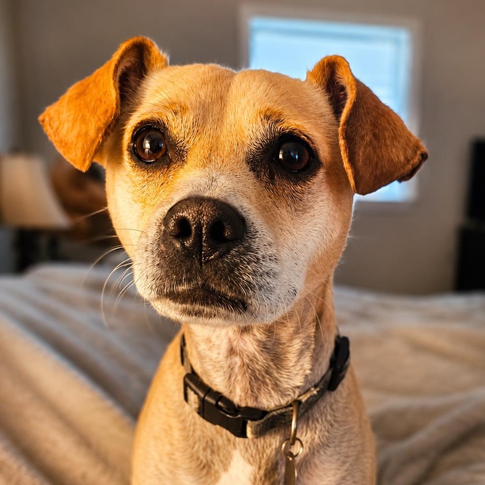 Glenn, Adoptable, Adult Male Terrier & Chihuahua.