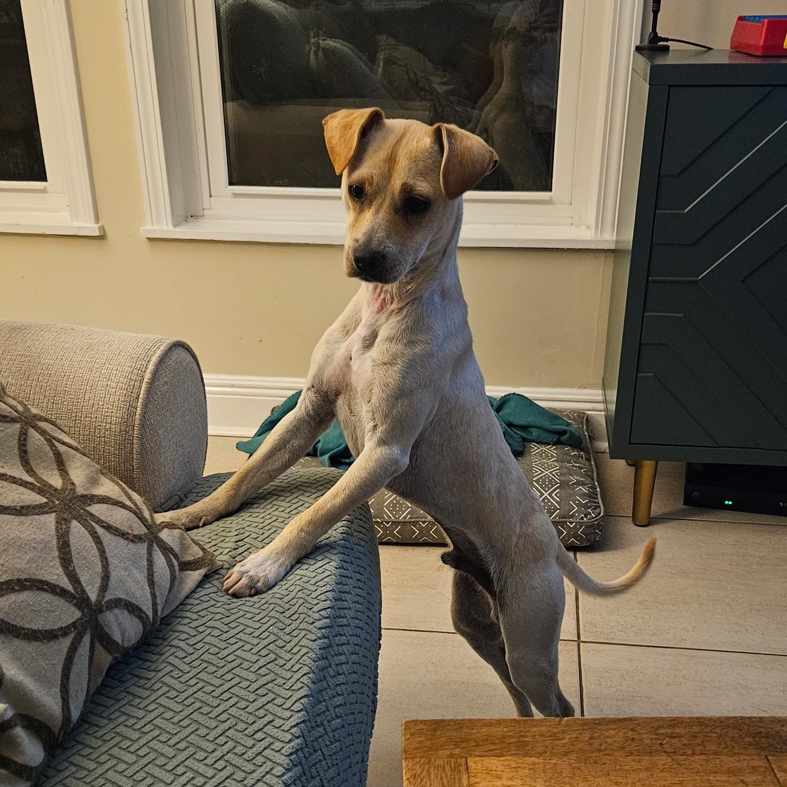 Enlarge Glenn, a Adoptable mixed breed in New Orleans, LA image 4/5