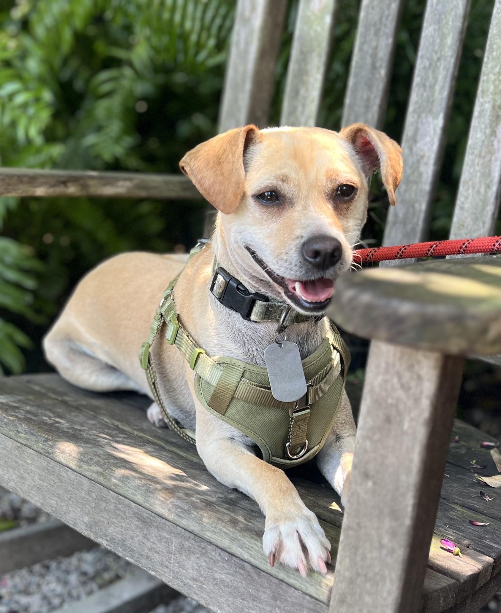 Enlarge Glenn, a Adoptable mixed breed in New Orleans, LA image 2/6