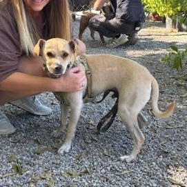 Enlarge Glenn, a Adoptable mixed breed in New Orleans, LA image 5/5
