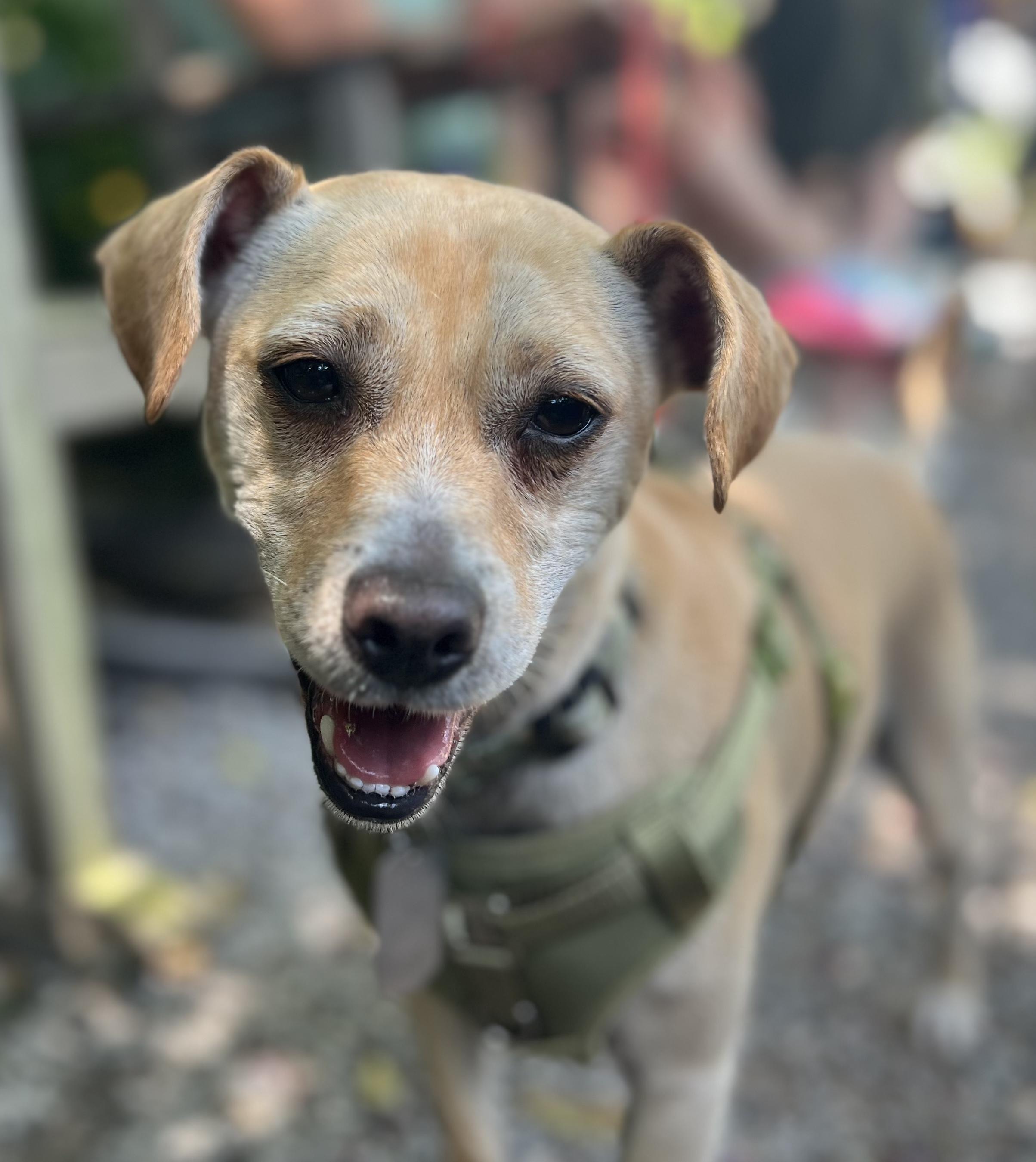 Enlarge Glenn, a Adoptable mixed breed in New Orleans, LA image 2/6