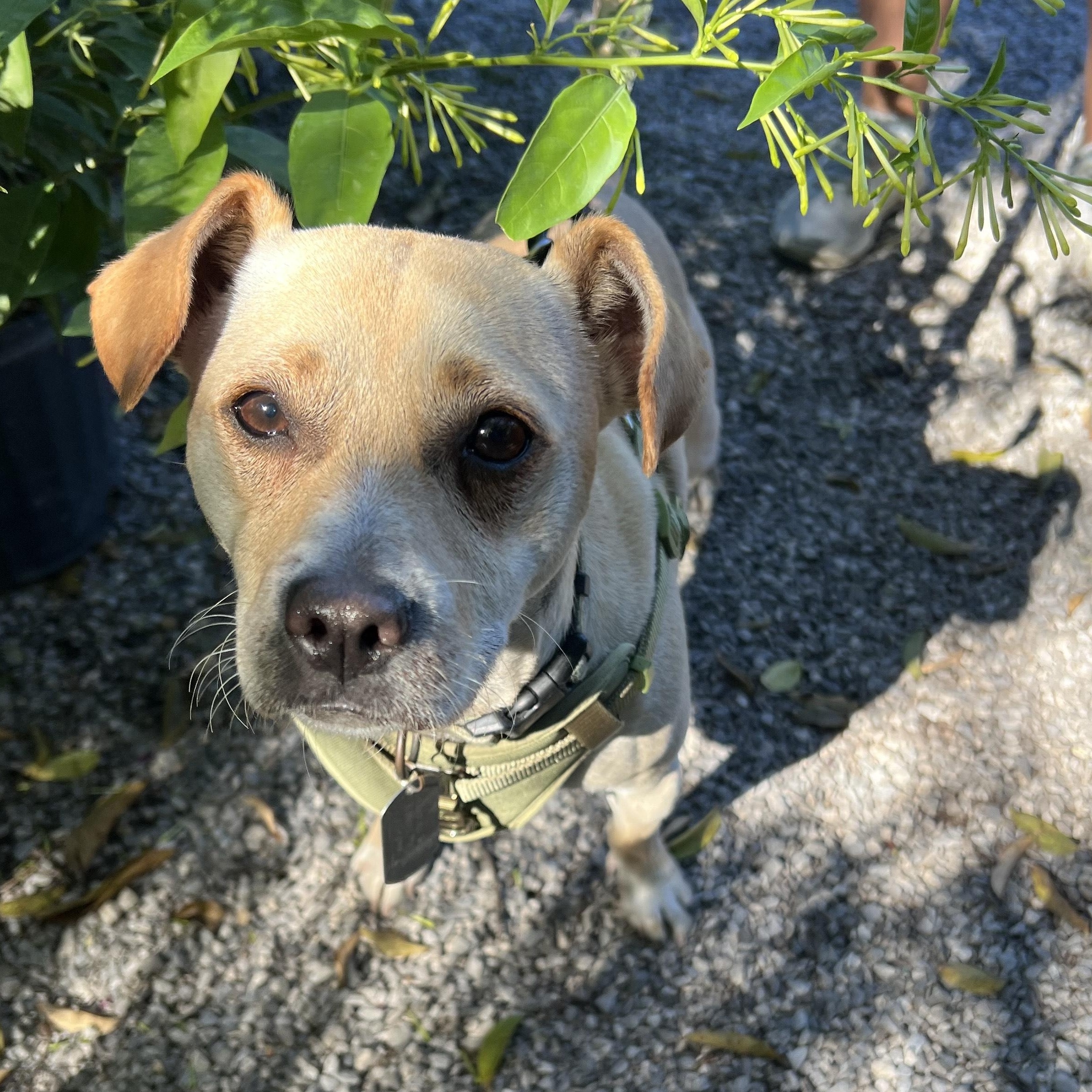 Enlarge Glenn, a Adoptable mixed breed in New Orleans, LA image 2/5