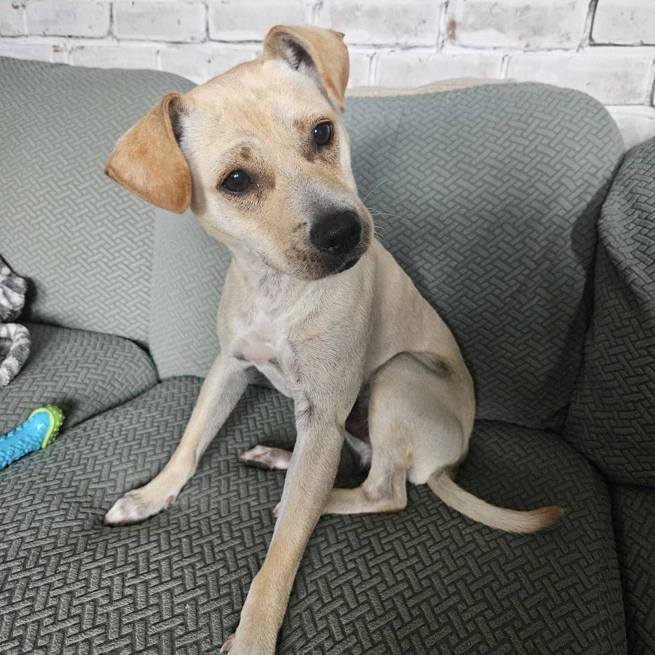 Enlarge Glenn, a Adoptable mixed breed in New Orleans, LA image 3/5