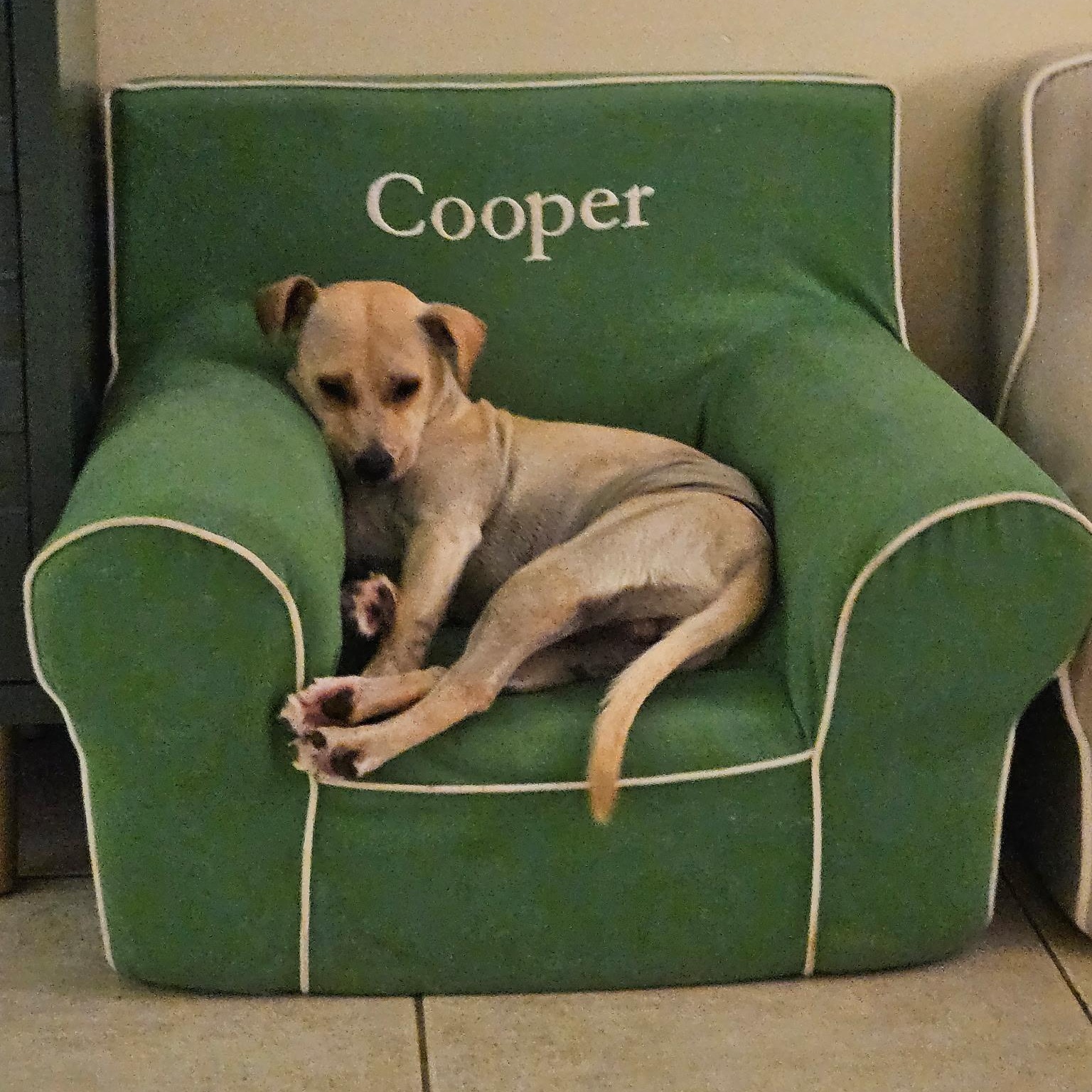 Enlarge Glenn, a Adoptable mixed breed in New Orleans, LA image 1/5