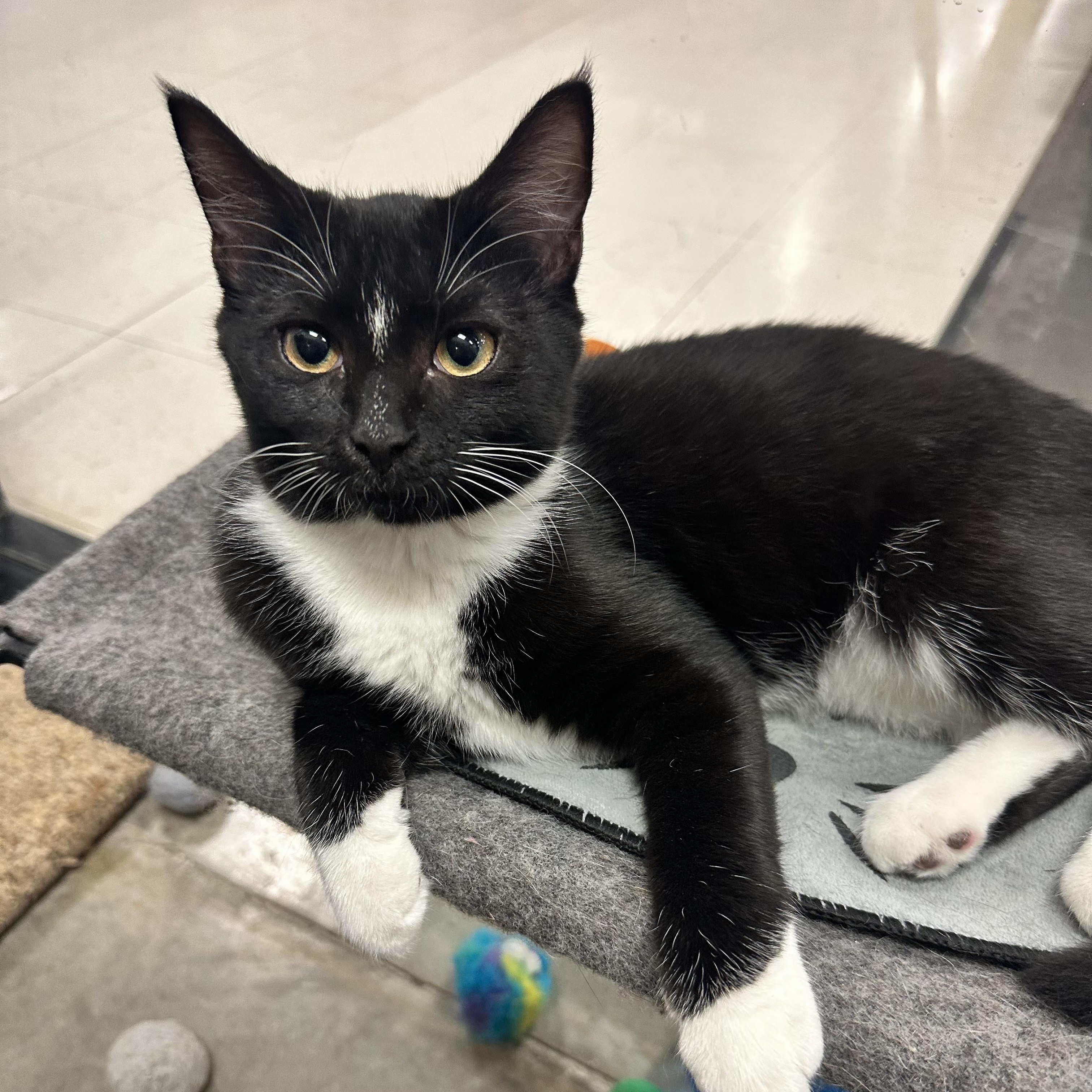 Jane - Discounted adoption fee! Waiting 6 months, an adoptable Tuxedo image 6/6