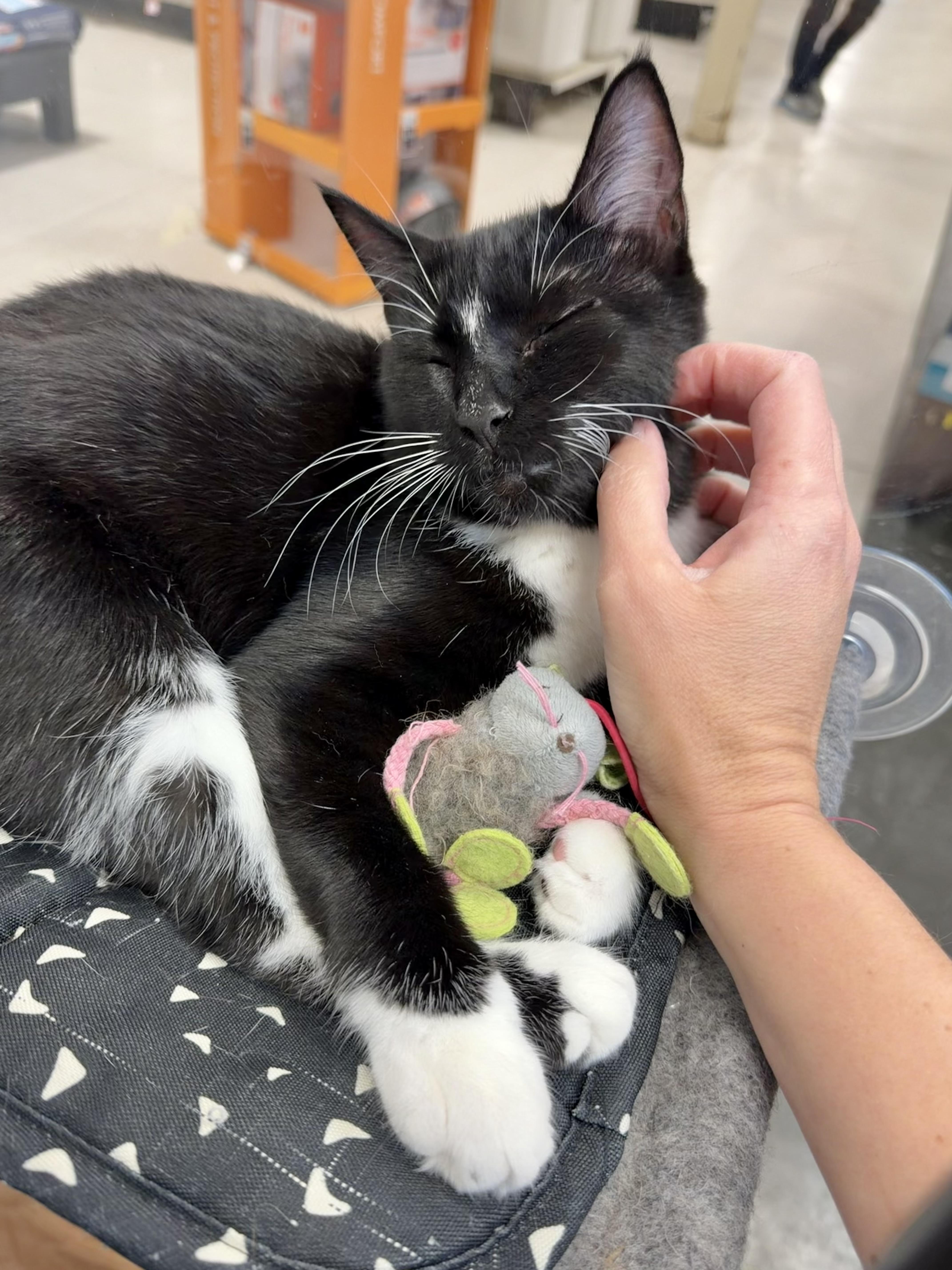 Jane - Discounted adoption fee! Waiting 6 months, adoptable, Young Female Tuxedo.