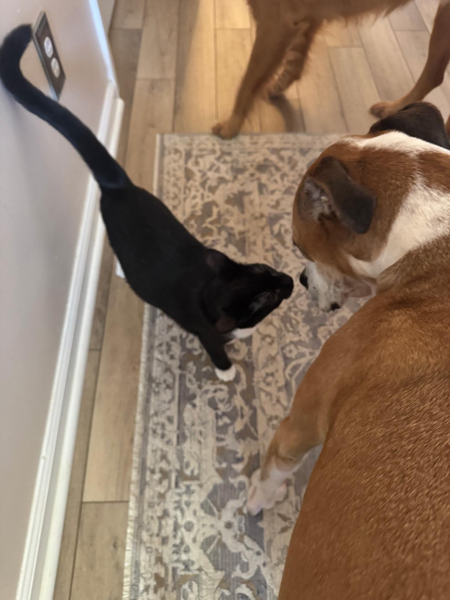 Jane (ok with sweet dogs)