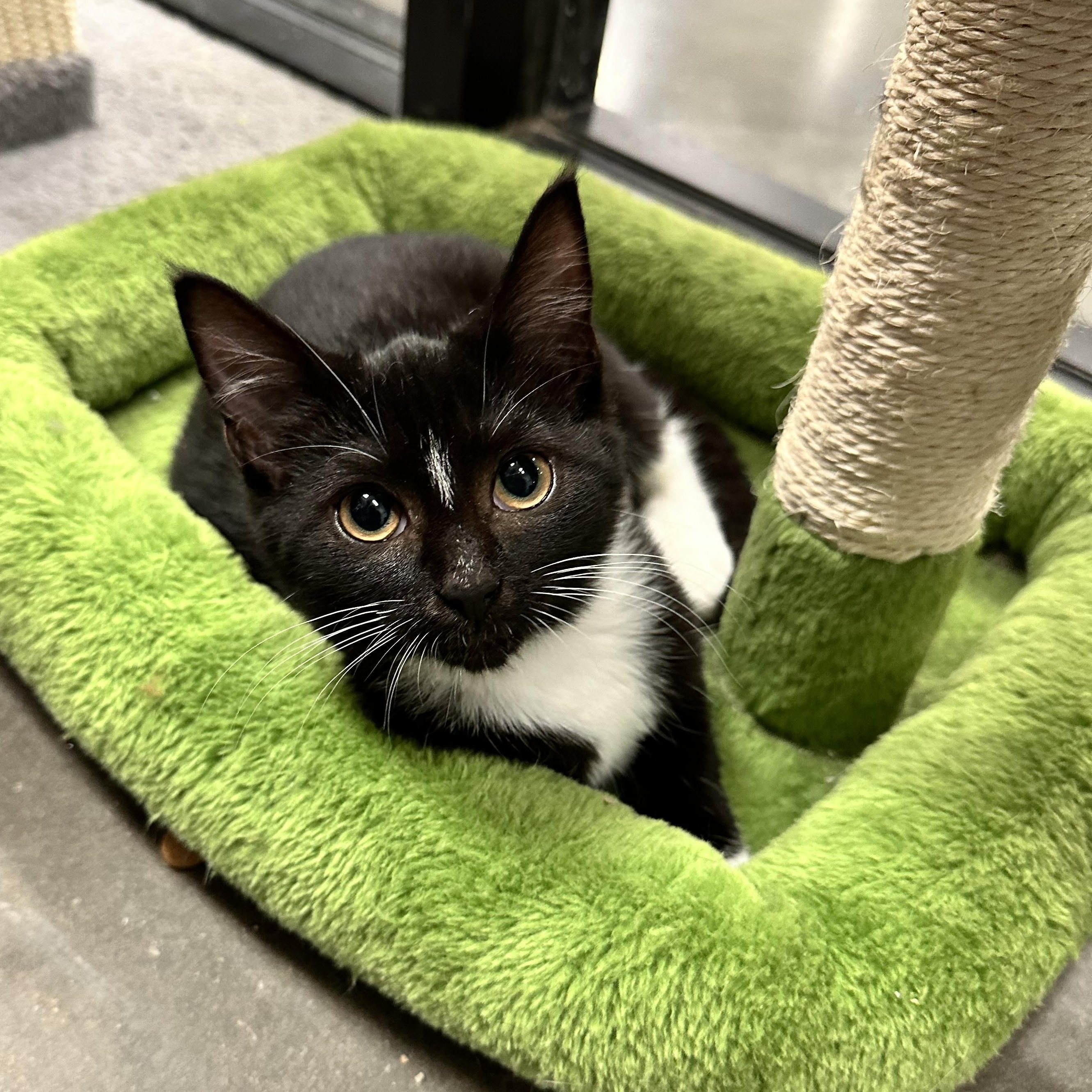 Jane - Discounted adoption fee! Waiting 6 months, an adoptable Tuxedo image 3/6