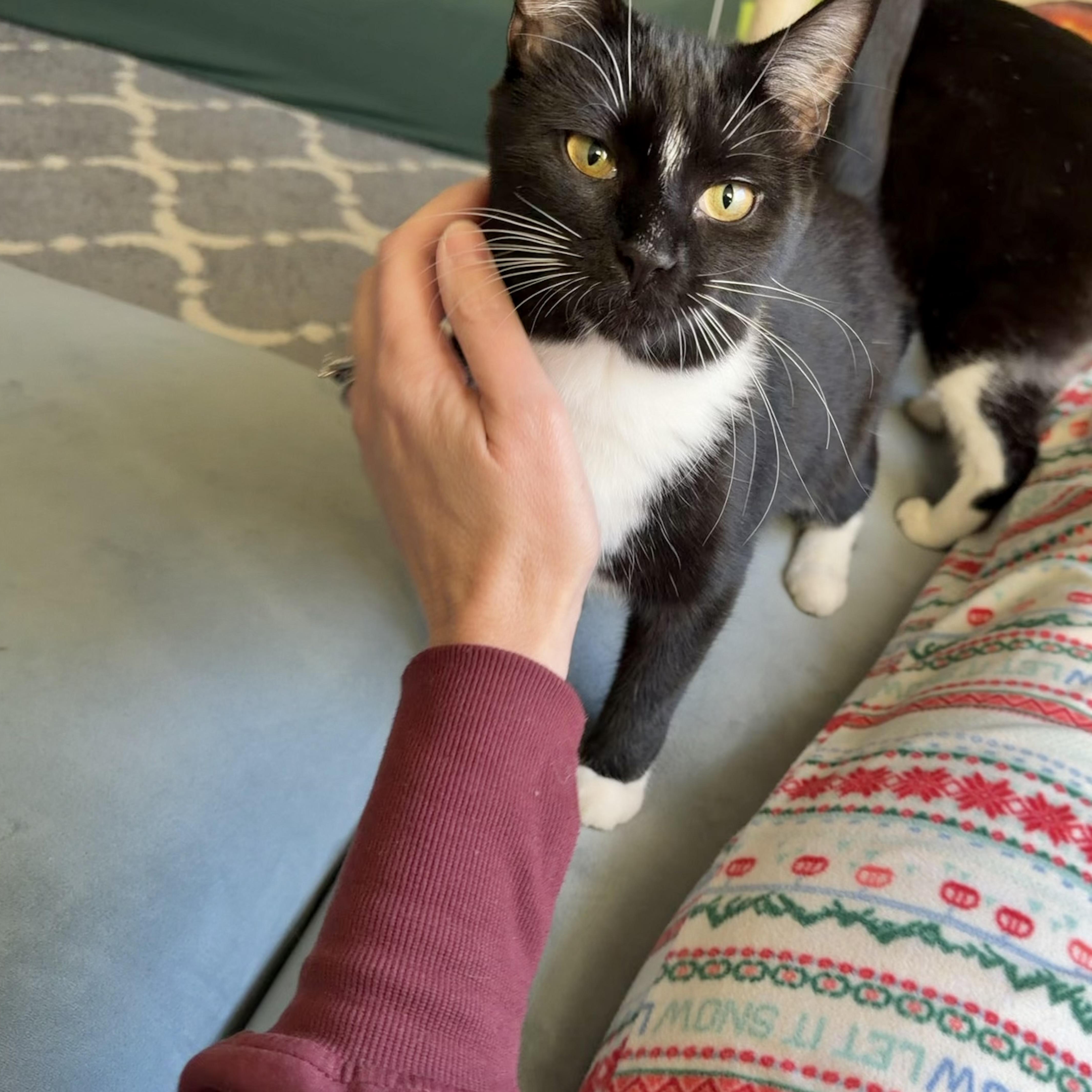 Jane - Discounted adoption fee! Waiting 6 months, an adoptable Tuxedo image 2/6