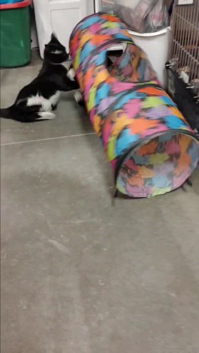 Enlarge Jane - Discounted adoption fee! Waiting 6 months, an adoptable Tuxedo video 5/6