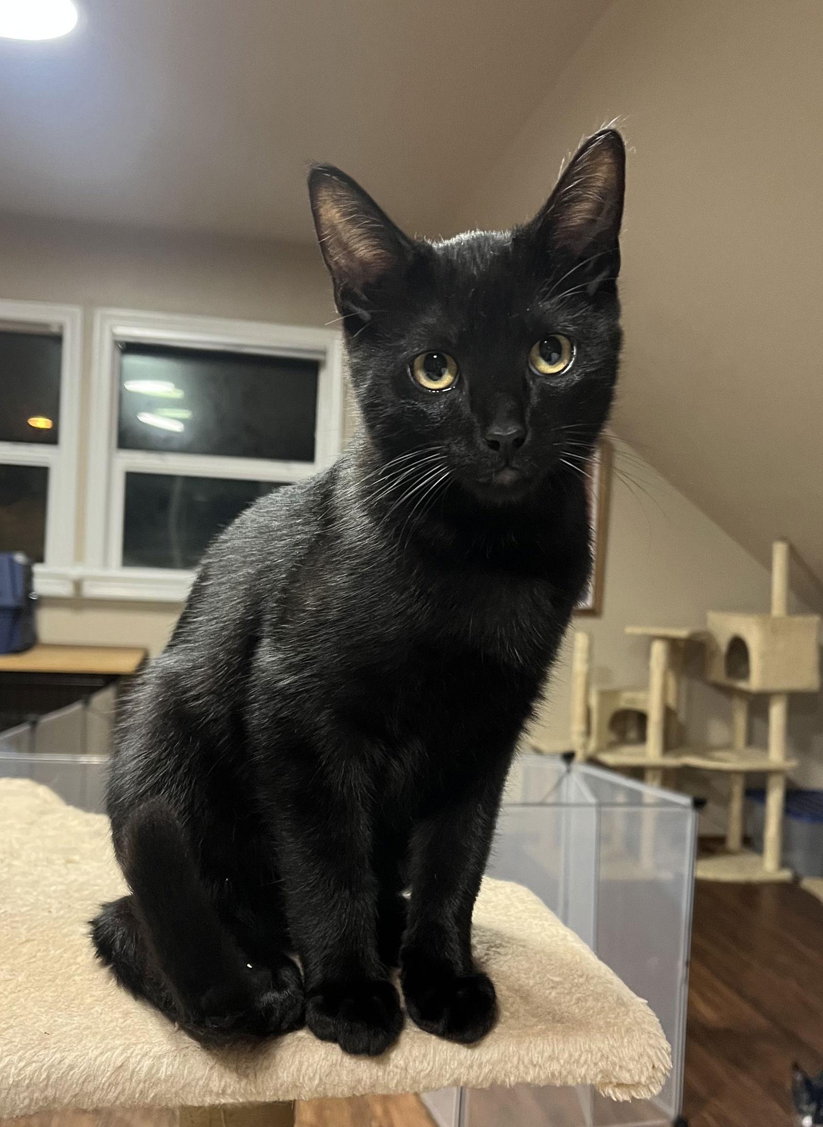 Bentley, Adoptable, Young Male Domestic Short Hair.