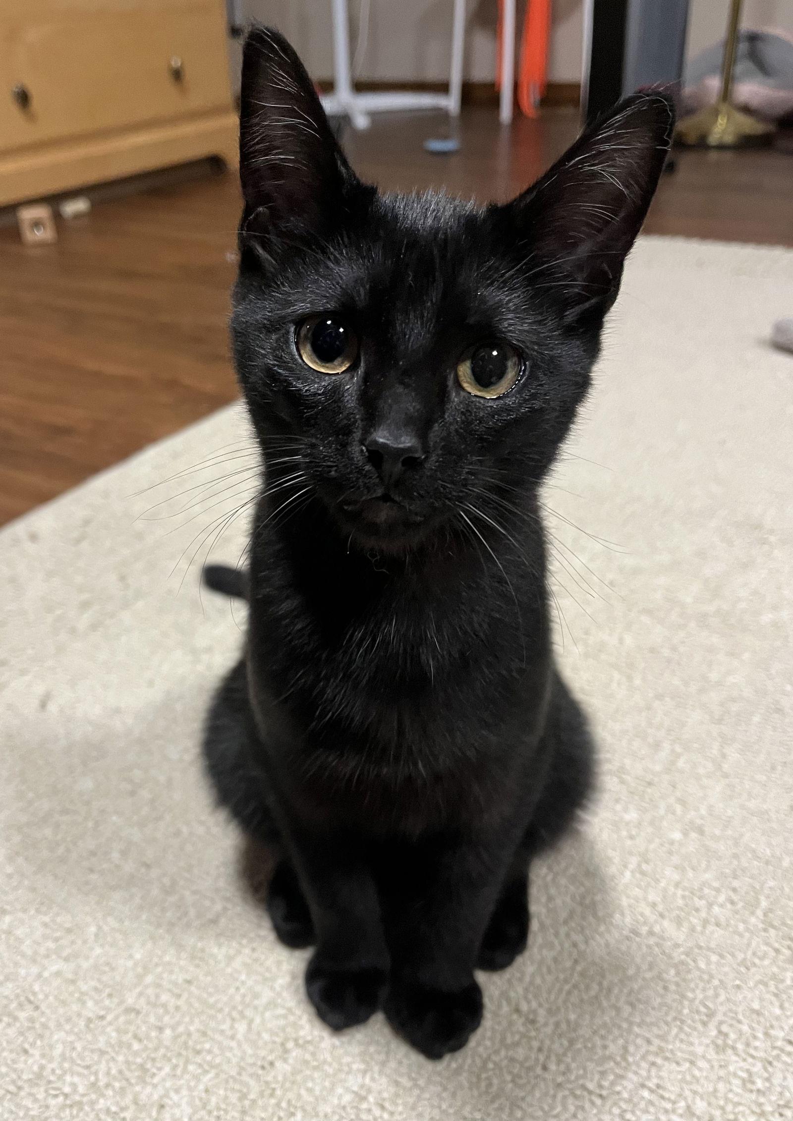 Bentley, a Adoptable Domestic Short Hair in Burlington, WA image 2/3