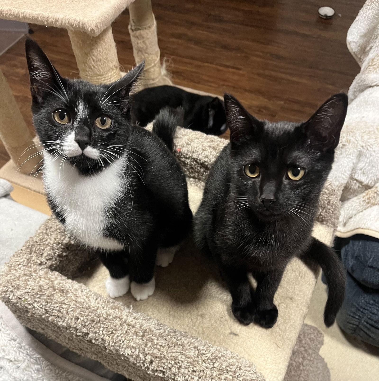 Bentley, a Adoptable Domestic Short Hair in Burlington, WA image 3/3