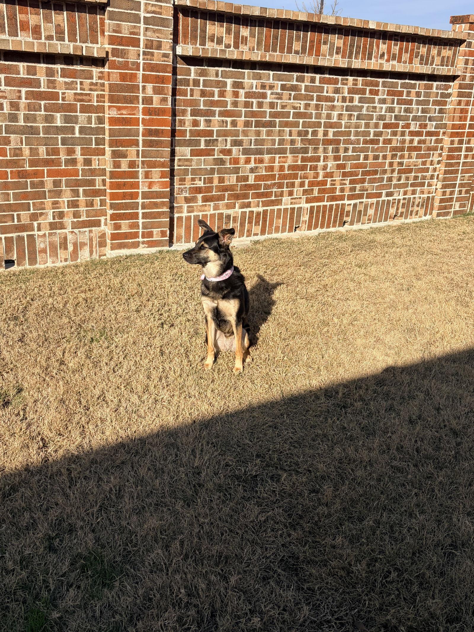 Enlarge Stella, a Adoptable mixed breed in Dallas, TX image 2/3