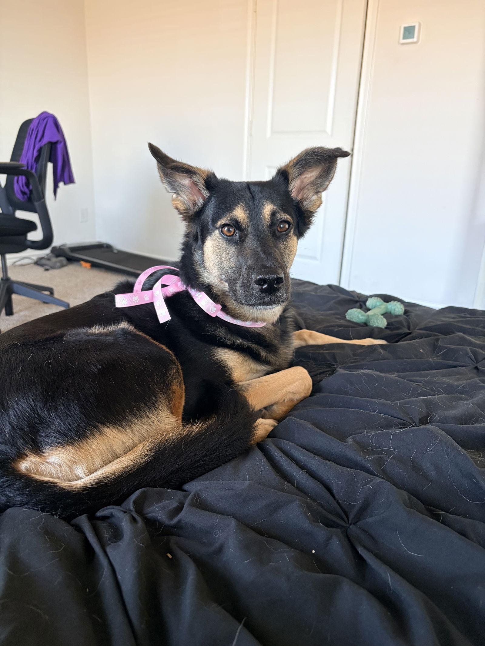 Enlarge Stella, a Adoptable mixed breed in Dallas, TX image 3/3