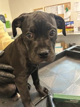 Enlarge Groot , an adopted mixed breed in Sacramento, CA image 1/1