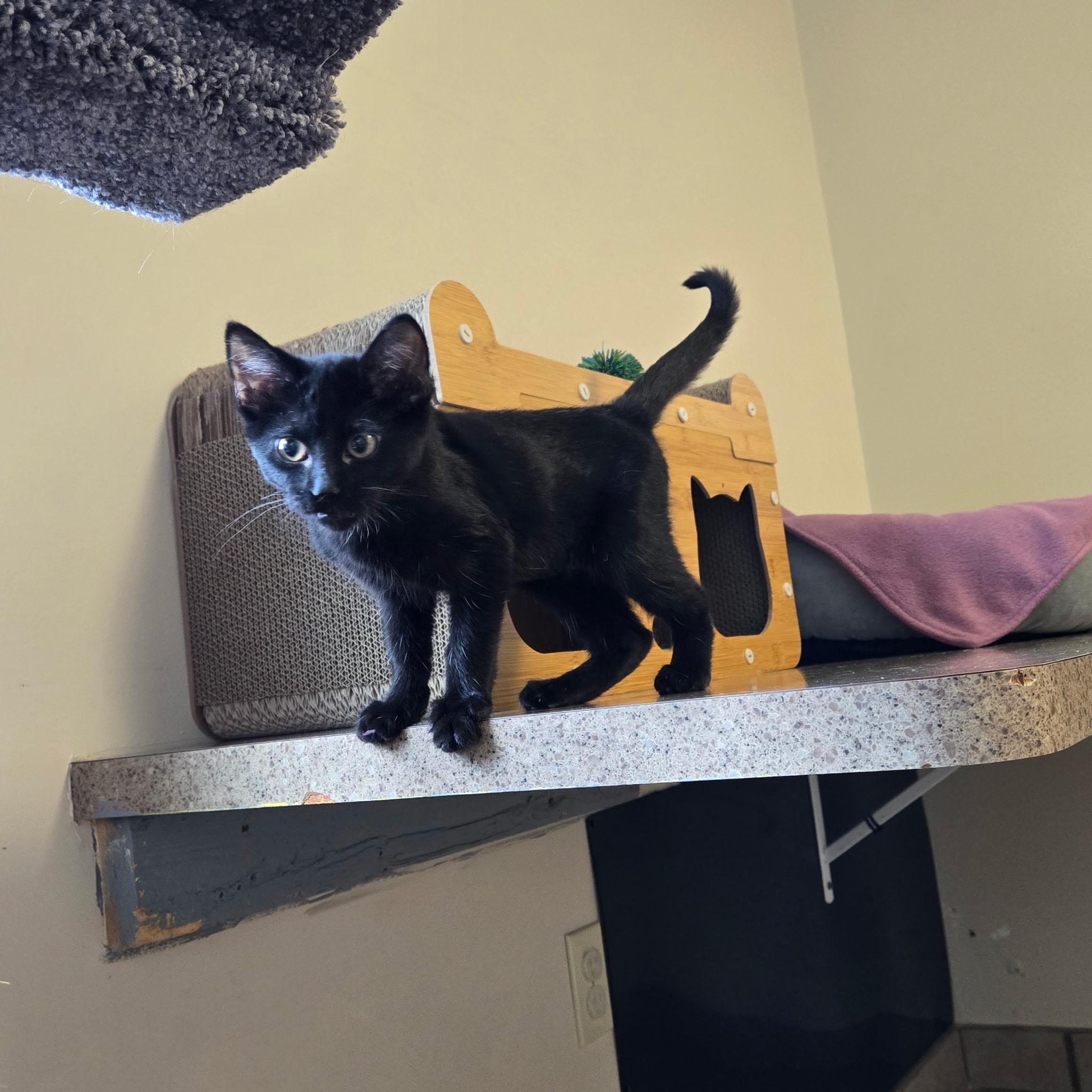 Margo, Adoptable, Kitten Female Domestic Short Hair.