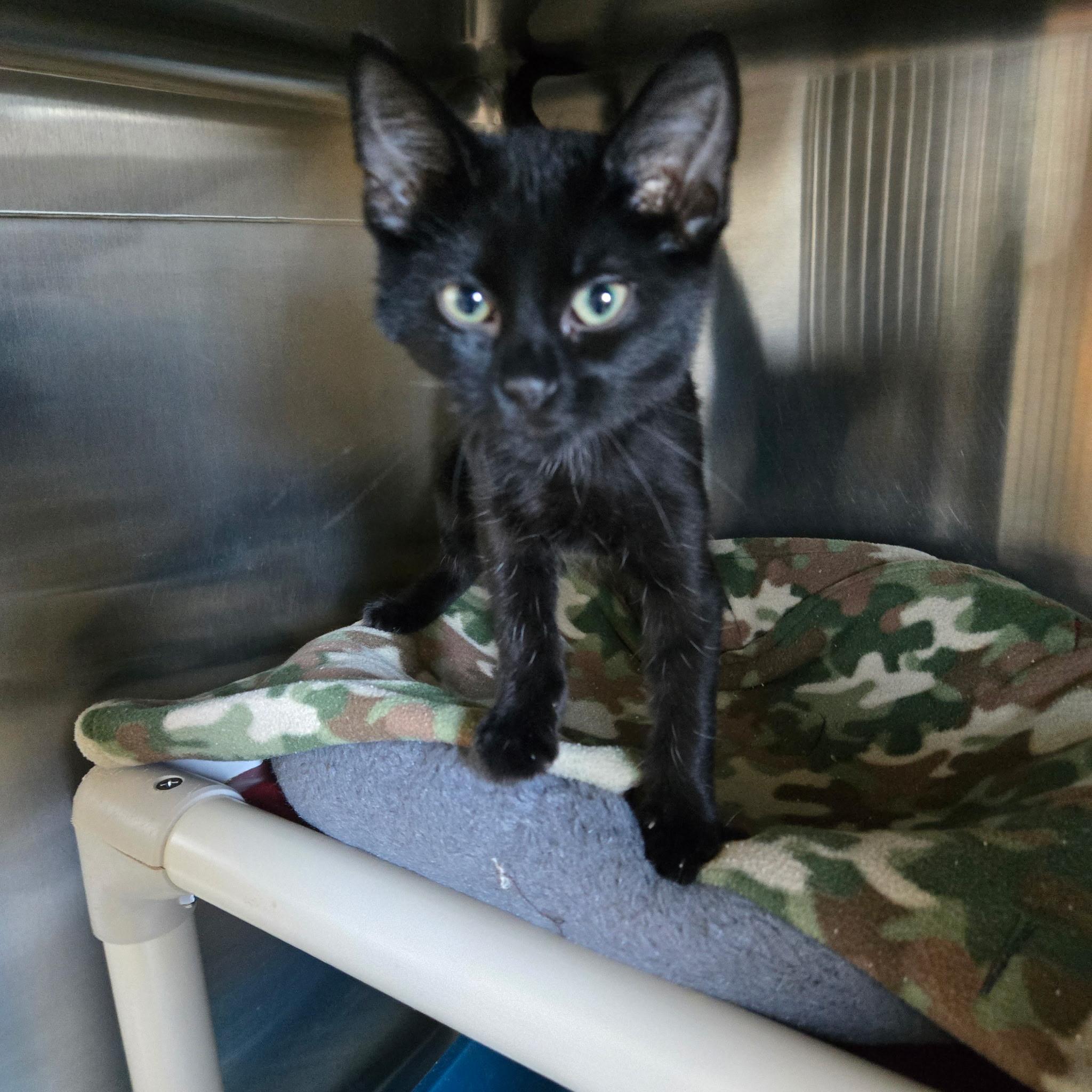 Margo, Adoptable, Kitten Female Domestic Short Hair.