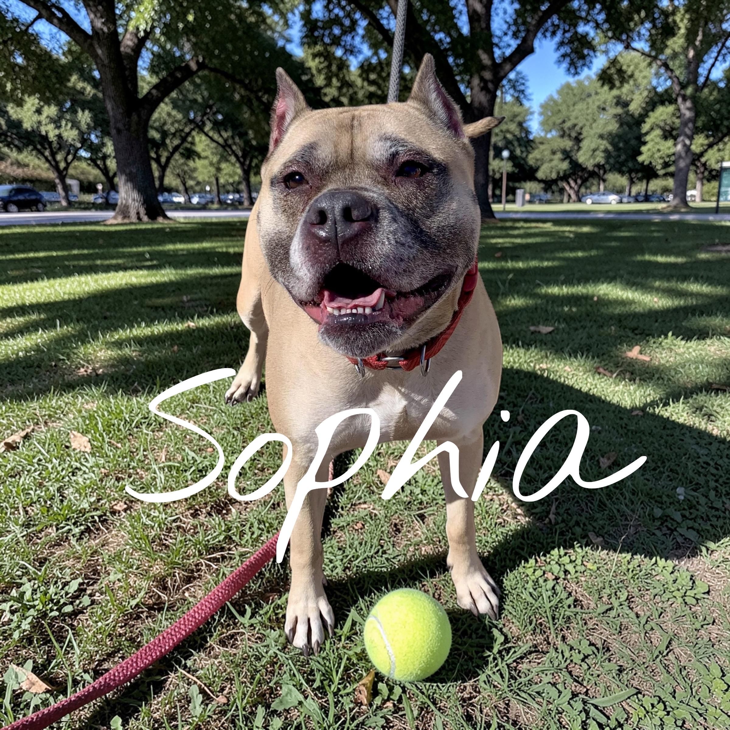 Enlarge Sophia  sponsored by Gray Paws Sanctuary, a ADOPTABLE Mixed Breed in McKeesport, PA image 1/6