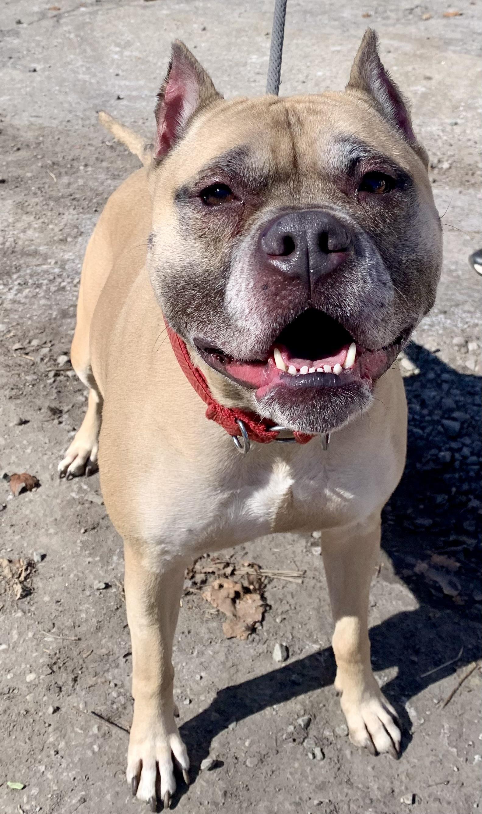 Sophia , ADOPTABLE, Senior Female Mixed Breed.