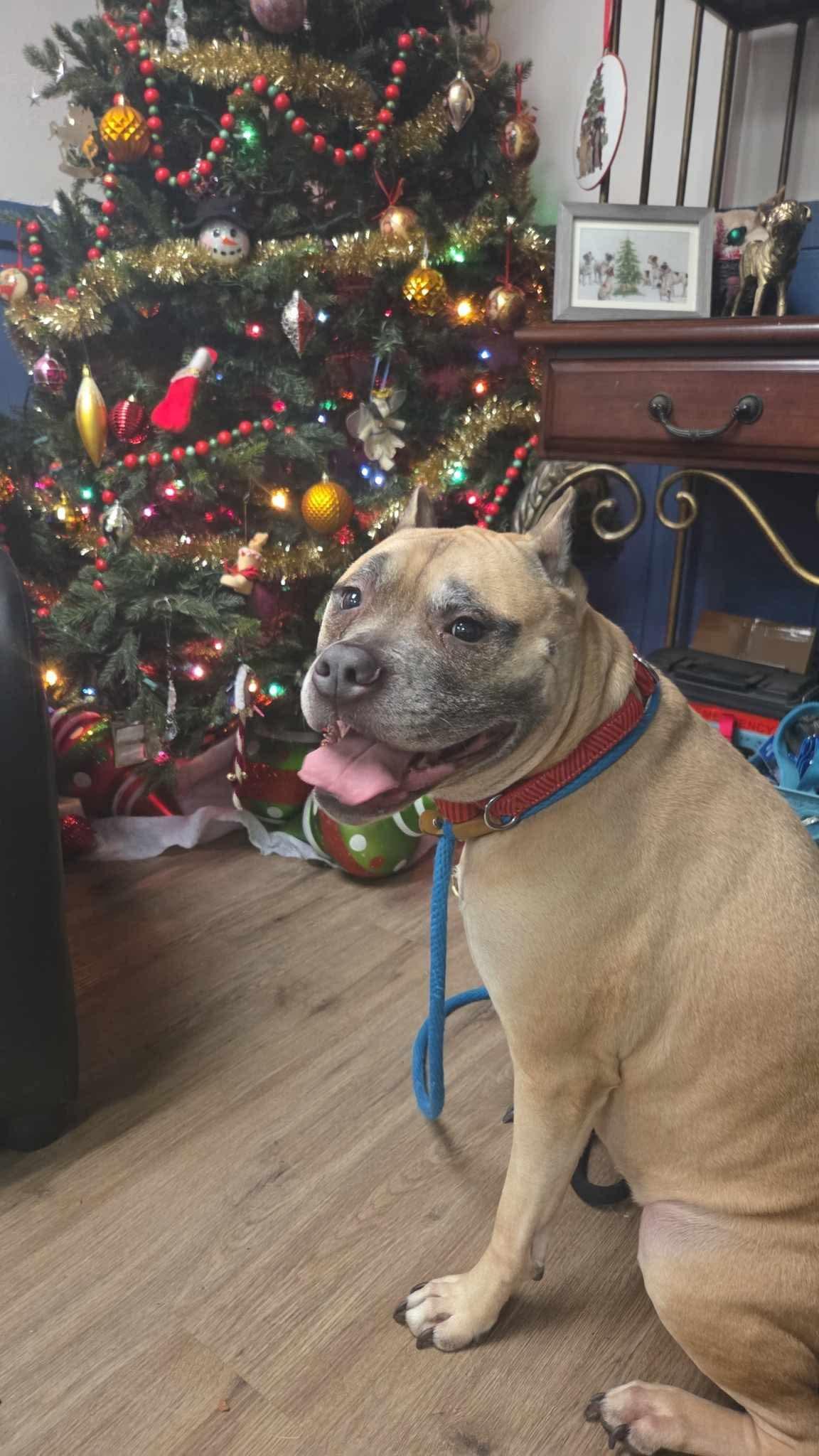 Sophia sponsored by Gray Paws Sanctuary — thumbnail 3