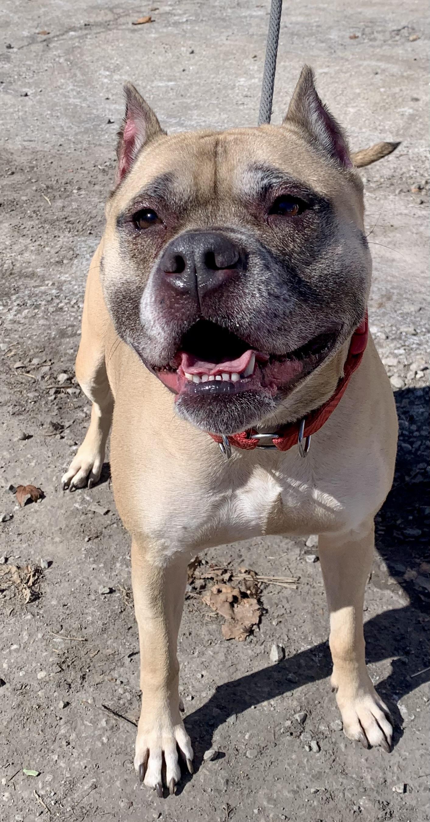 Sophia sponsored by Gray Paws Sanctuary — thumbnail 4