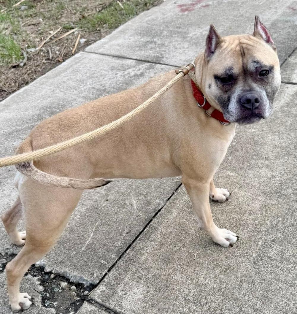 Enlarge Sophia  sponsored by Gray Paws Sanctuary, a ADOPTABLE Mixed Breed in McKeesport, PA image 6/6