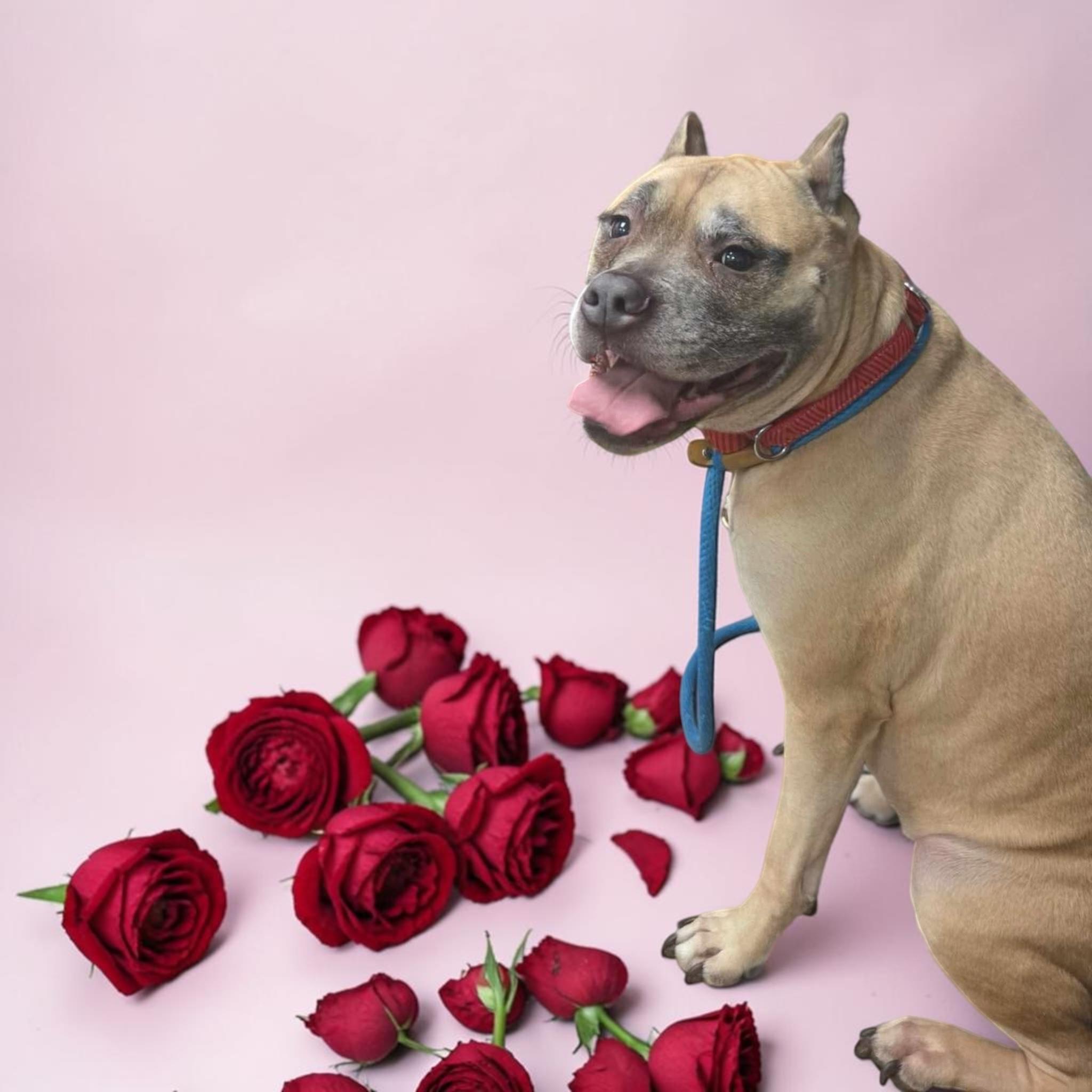 Enlarge Sophia  sponsored by Gray Paws Sanctuary, a ADOPTABLE Mixed Breed in McKeesport, PA image 6/6