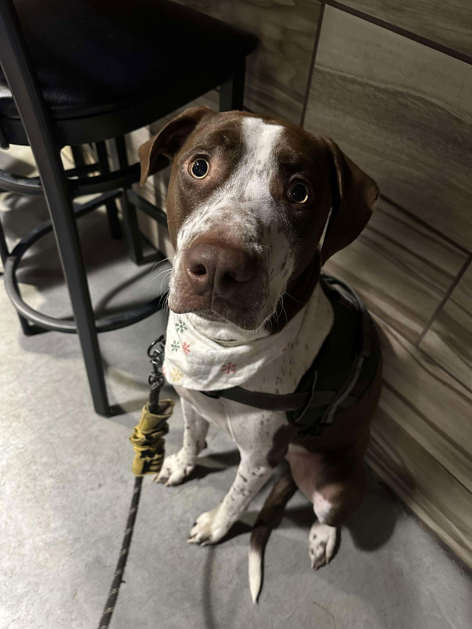 Huxley, Adoptable, Adult Male Pit Bull Terrier.