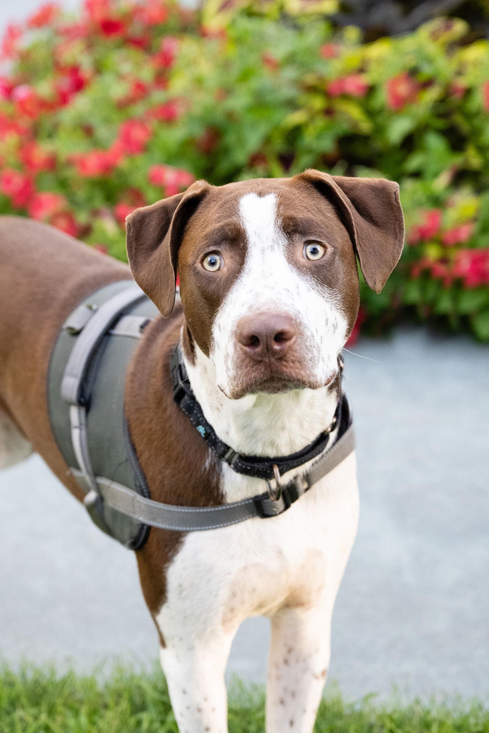 Huxley, a Adoptable Pit Bull Terrier in Minneapolis, MN image 2/3