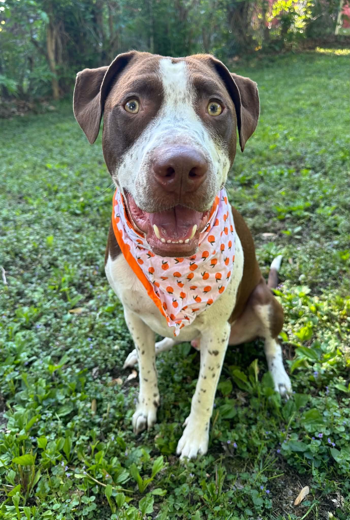 Huxley, a Adoptable Pit Bull Terrier in Minneapolis, MN image 2/3