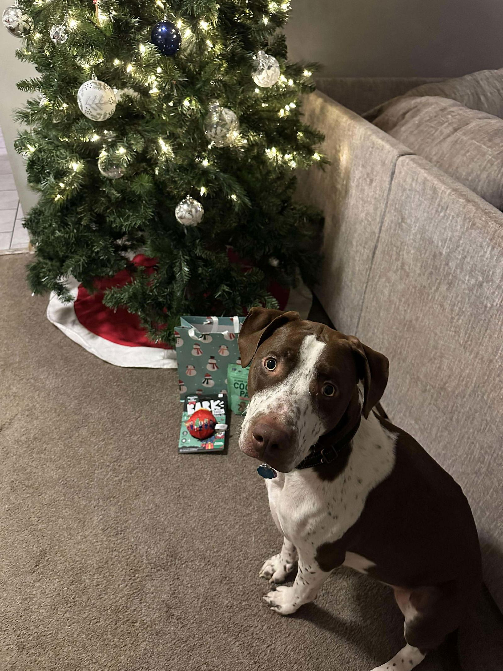 Enlarge Huxley, a Adoptable Pit Bull Terrier in Minneapolis, MN image 3/3