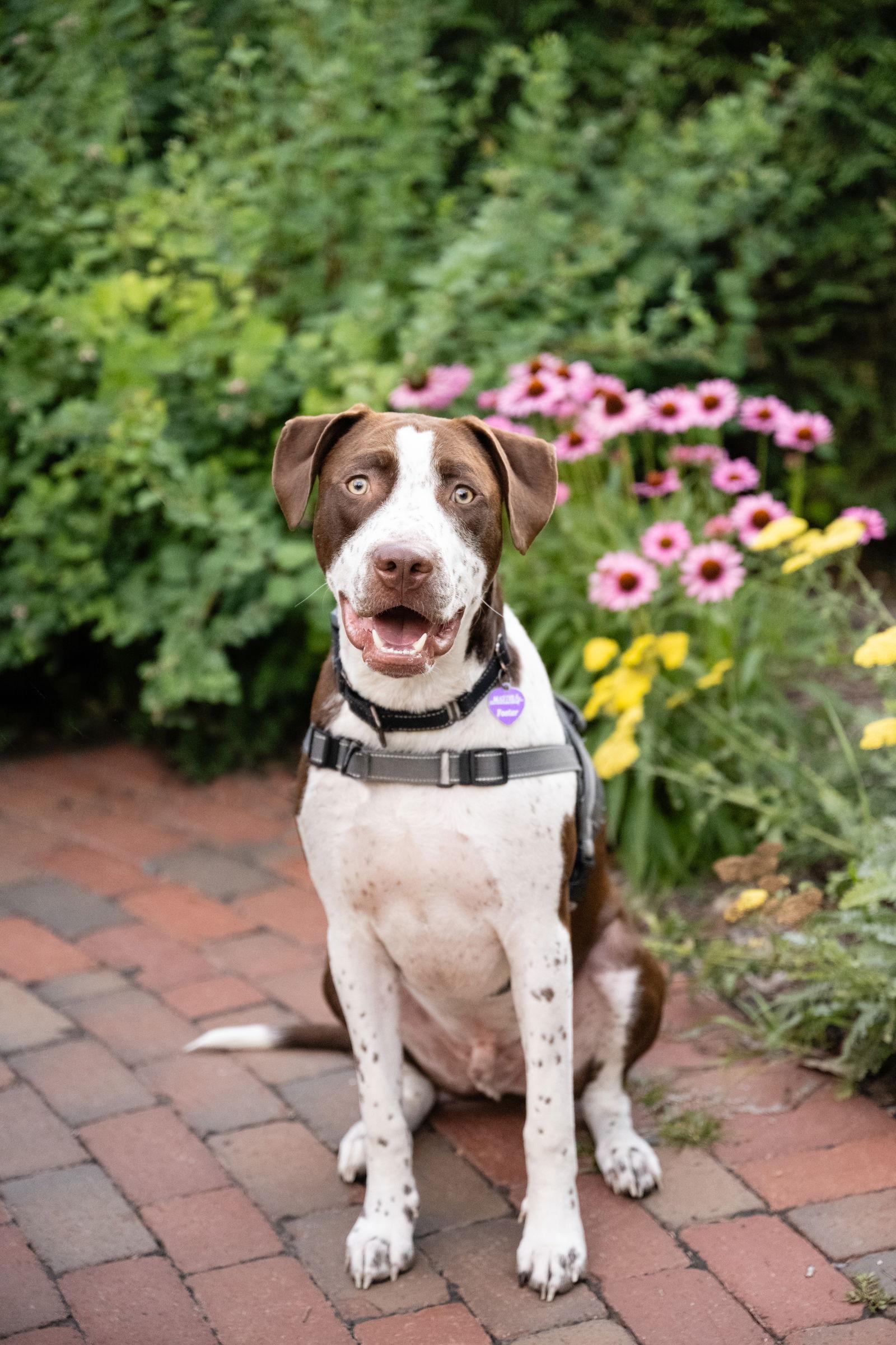 Huxley, a Adoptable Pit Bull Terrier in Minneapolis, MN image 3/3