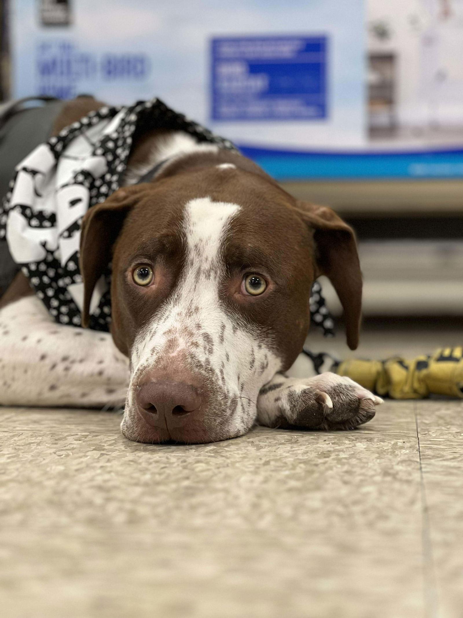 Enlarge Huxley, a Adoptable Pit Bull Terrier in Minneapolis, MN image 3/3