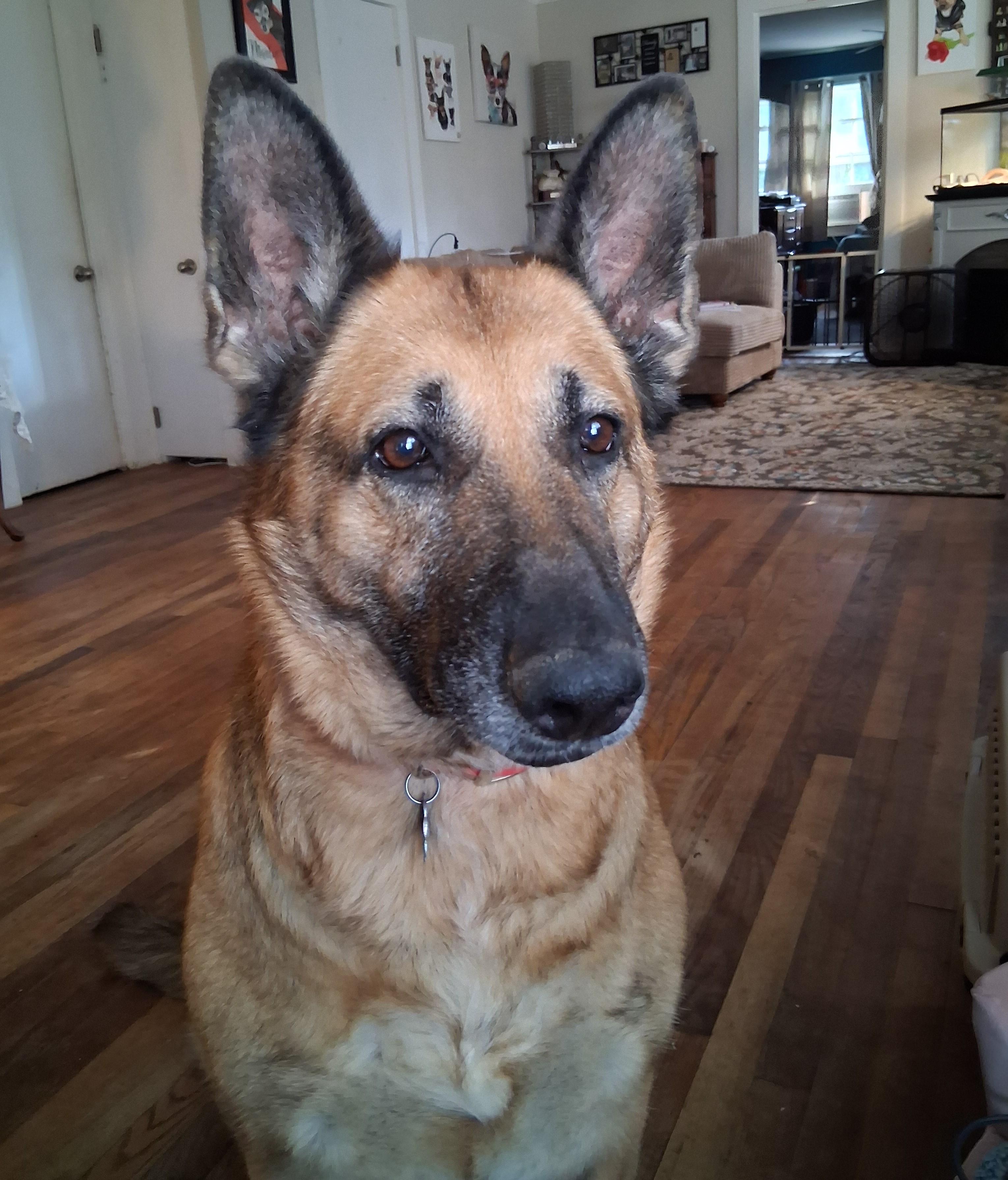 Enlarge Nikki, German Shepherd needs foster home by June 30 (Courtesy Posting), a ADOPTABLE German Shepherd Dog in Chesapeake, VA image 1/2