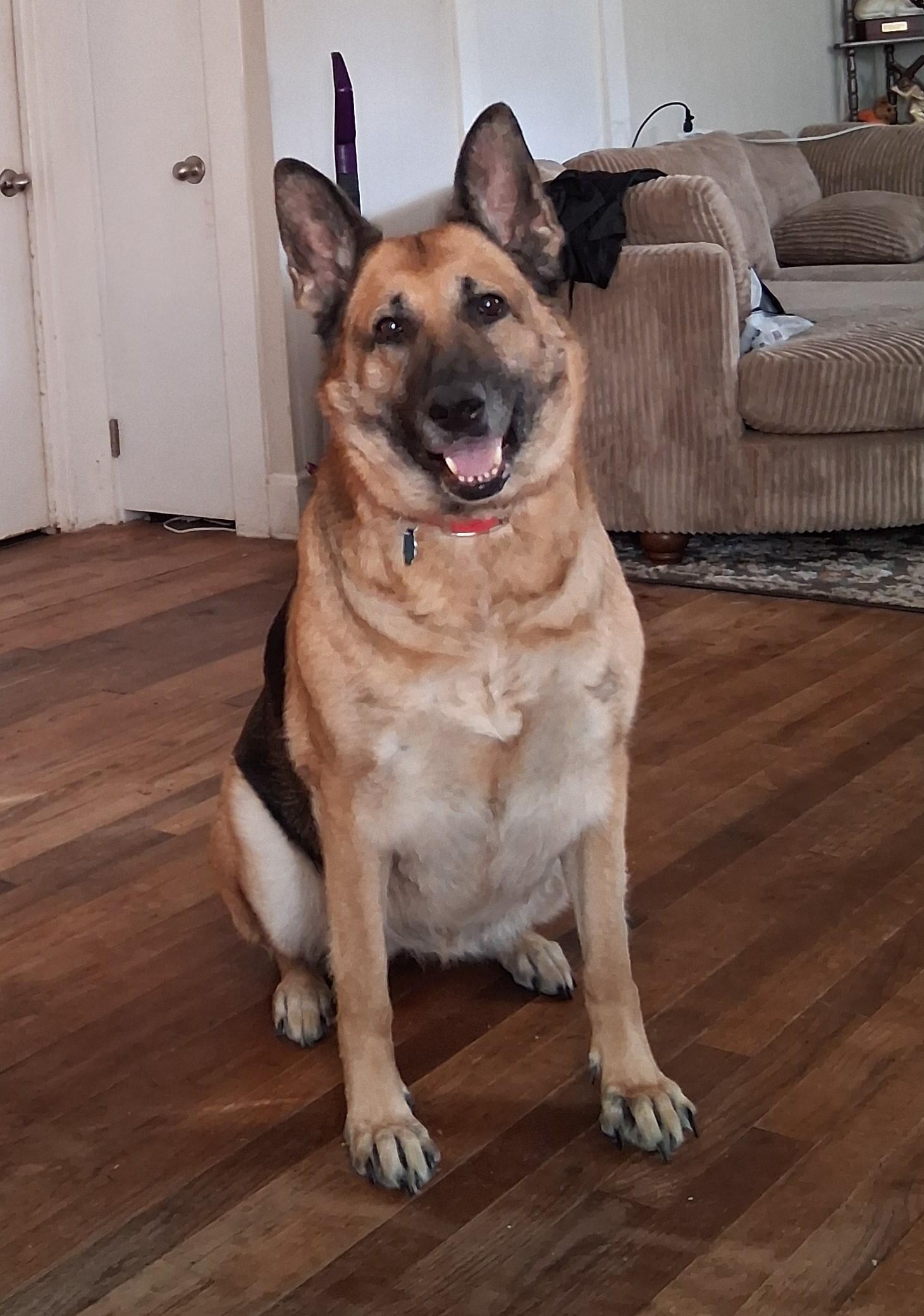 Enlarge Nikki, German Shepherd needs foster home by June 30 (Courtesy Posting), a ADOPTABLE German Shepherd Dog in Chesapeake, VA image 2/2