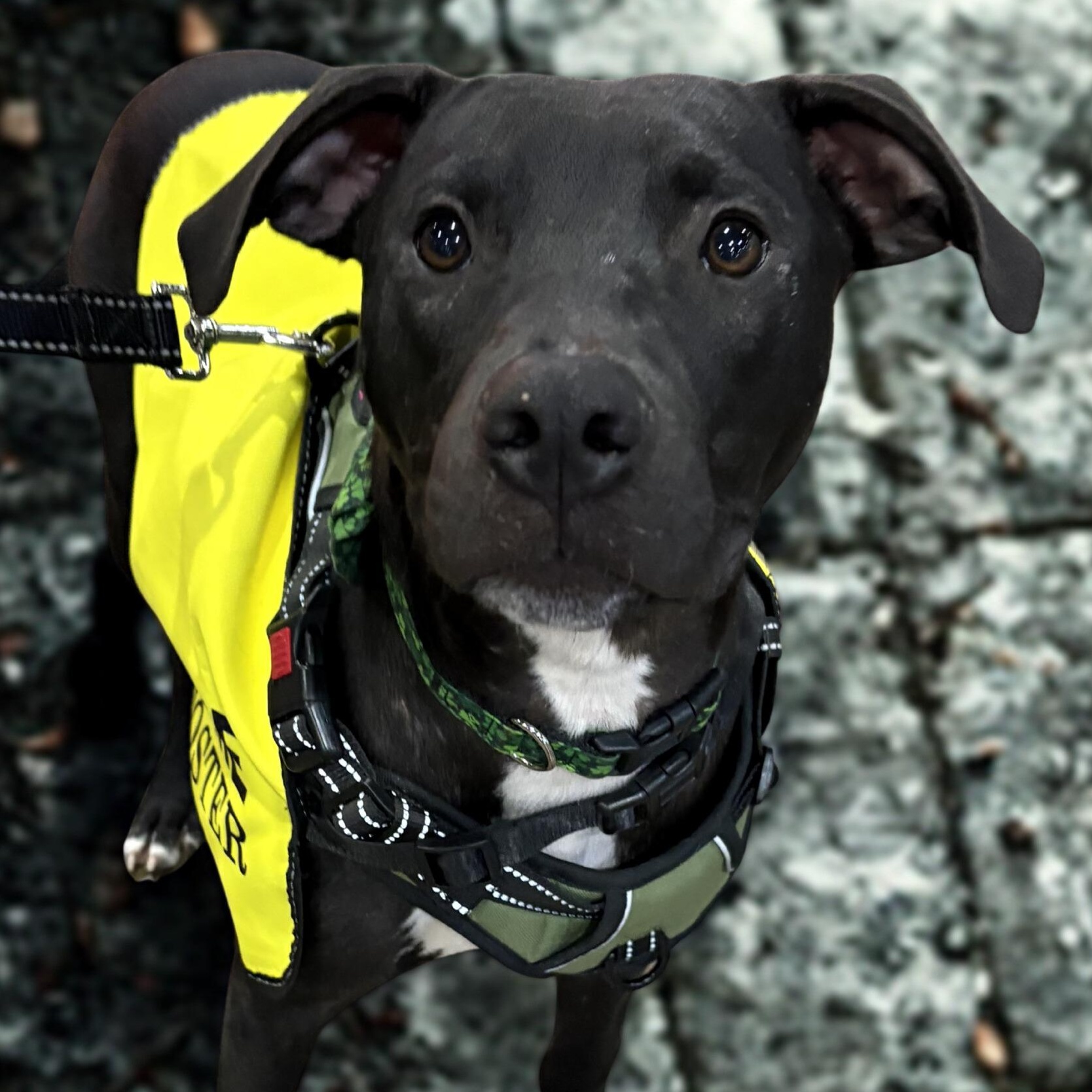 Zeedo — thumbnail 5